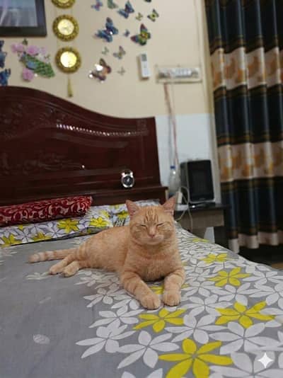 Beautiful Male Persian Mix Cat for Sale! 
