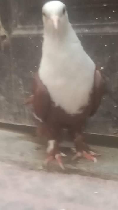 karbalai