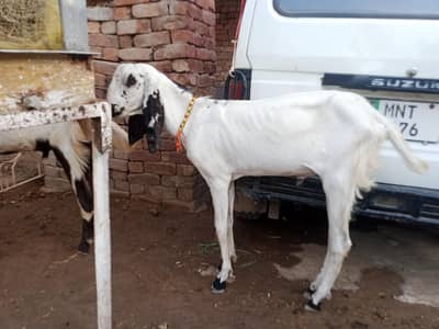 khasii bakry 2dannt available for sale for qurbani 2026
