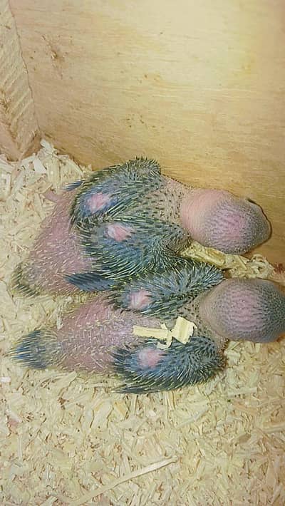 Talking Parrot بولنے والے طوطے کے بچے  3500 ka 1 hai