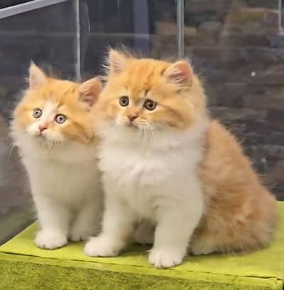 Persian cat  triple coat Punch face face WhatsApp number 03366307058