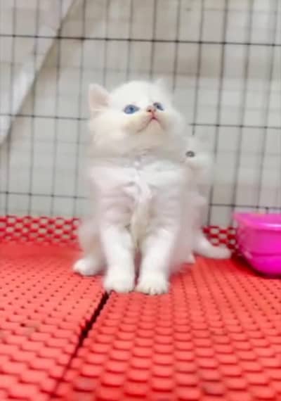 Quality Persian Punch   kitten WhatsAp03205959094