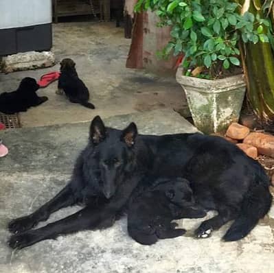 black Shepherd puppy for sale
