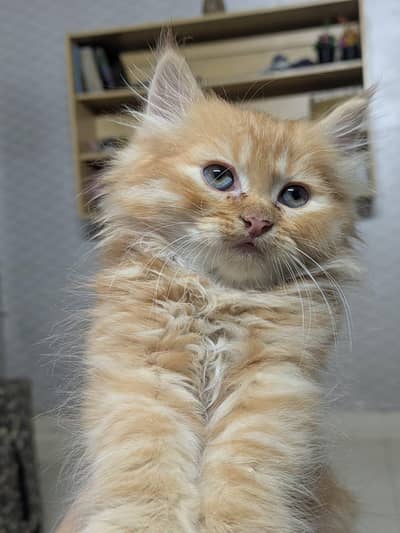 pair of persian cats