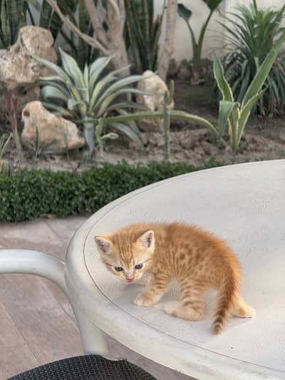 Person kitten fawn colour