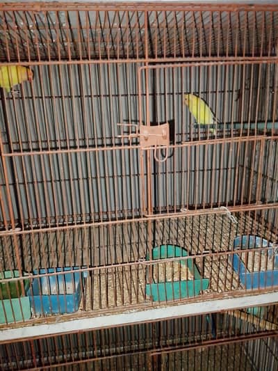 8 portion cage