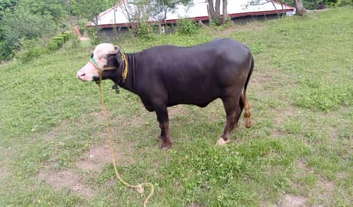 3 years old buffalo