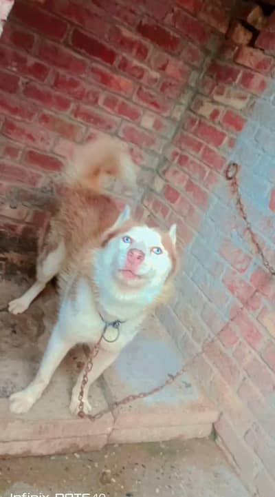 Beautiful & Well-Trained [Max] Dog for Sale