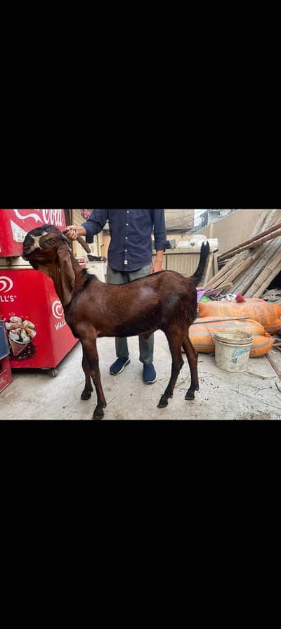 pure nagra bakra