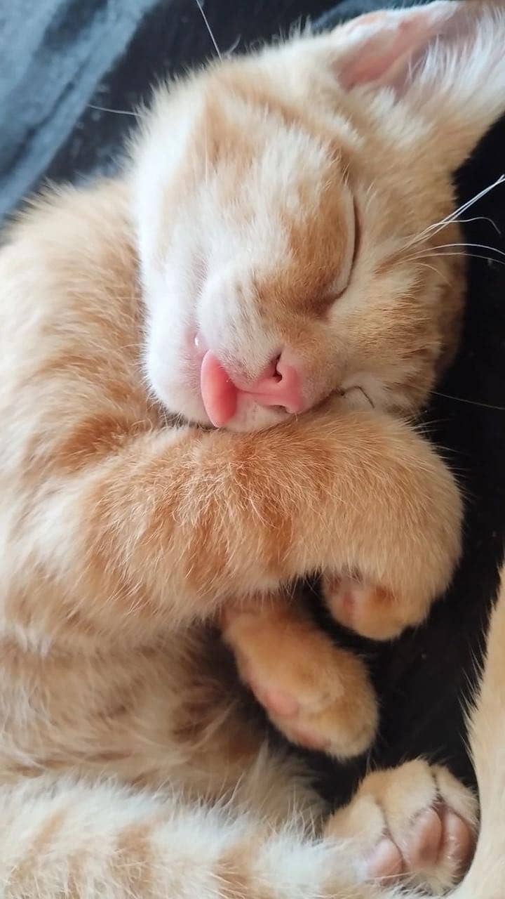 Cats sa 0