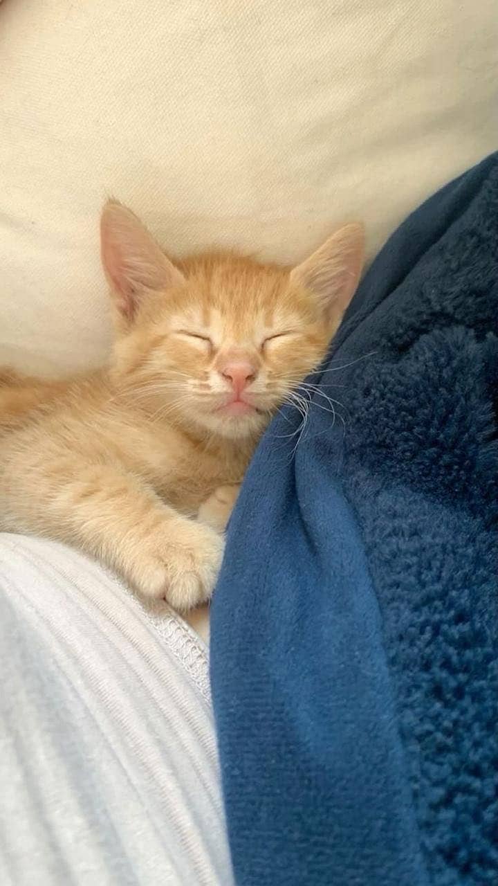 Cats sa 1