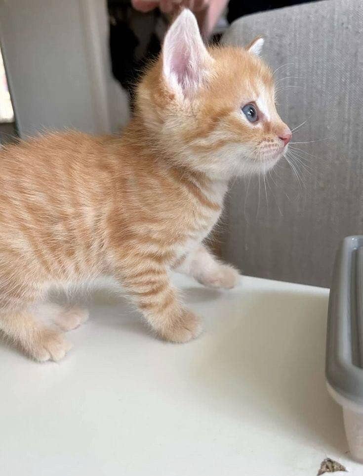 Cats sa 3