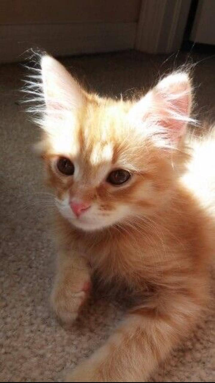 Cats sa 4