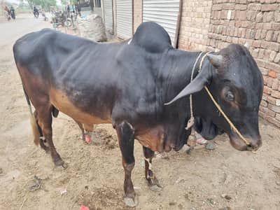 بیل for sale ha