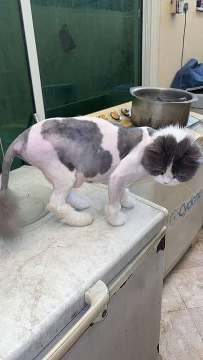 Persian female cat