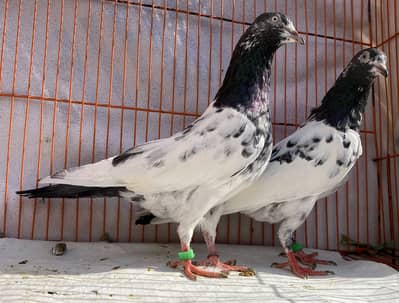 Tedy bredr pair for sale