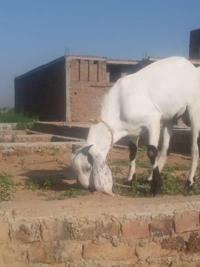 bakra qurbani ka liya