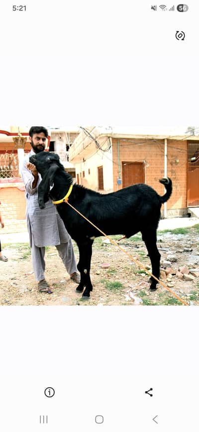 Qurbani ka Bakra
