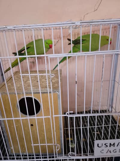 Best parrot pair h  home  k hn beautiful  h full  fast young