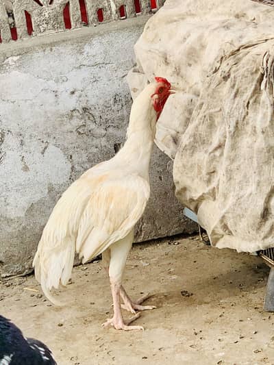 Aseel White Phata