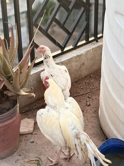 Pair of Aseels For Sale