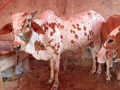 Bachra 2daant for Qurbani