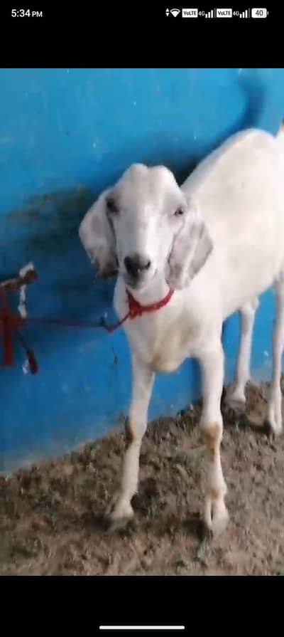 bahi 5 bakara h per Bakra final 55 m Dana ha 03701244568