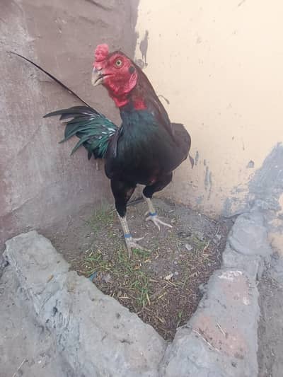 healthy chicks of lasani and Thai cross