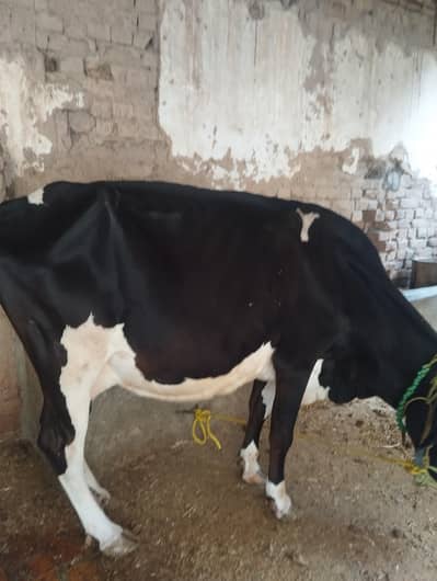 frezan cow