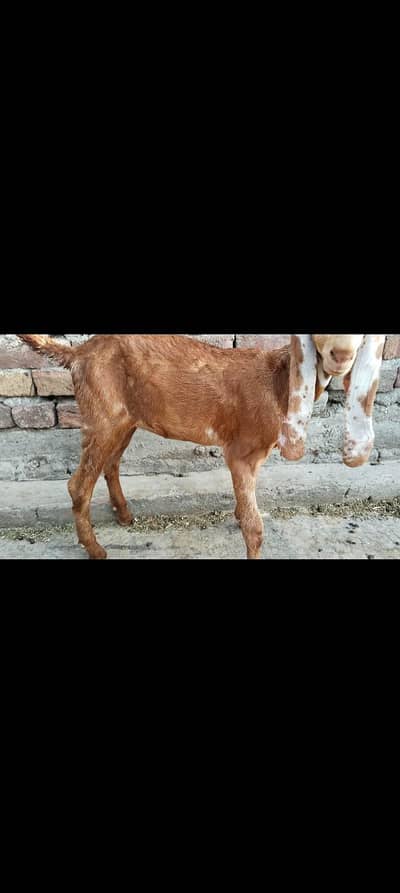 MASHALLAH Nagri Dabi 2 month Boht achi line say