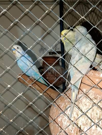 Rainbow  Australian parrots