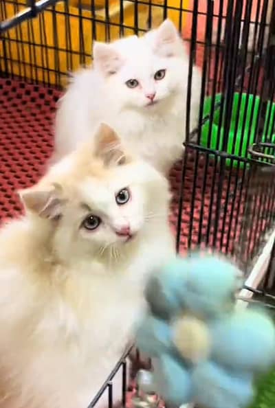 Quality Persian Punch   kitten WhatsAp03205959094