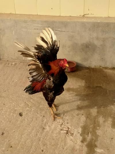 aseel lakha murga