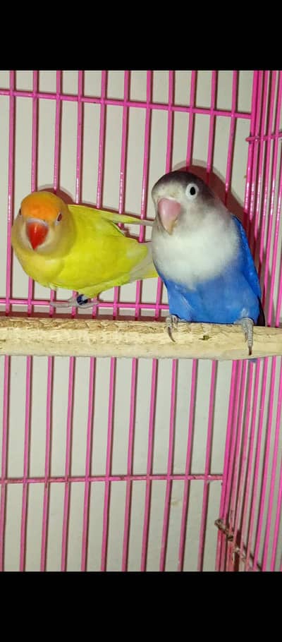LOVEBIRDS Parents And Chicks For Sale