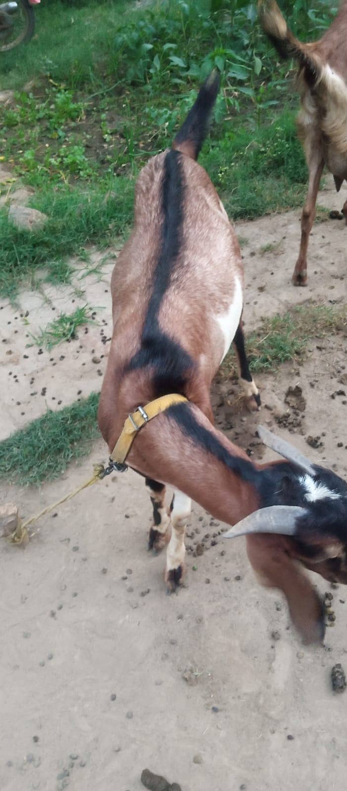 سستے بکرے قربانی کے لیے 0