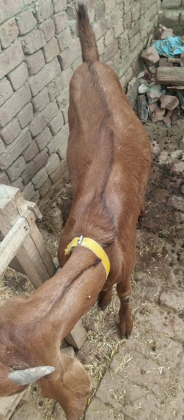 سستے بکرے قربانی کے لیے 1