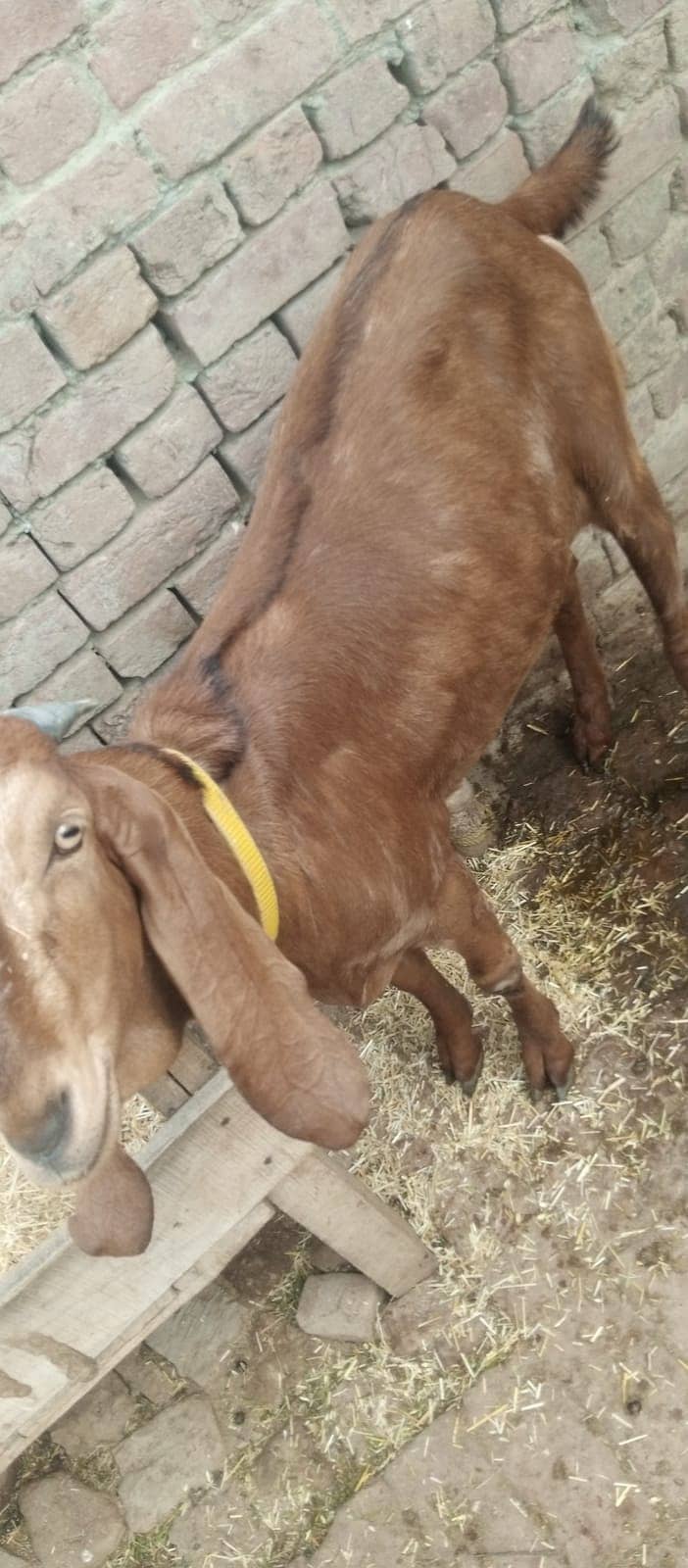 سستے بکرے قربانی کے لیے 3