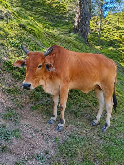 Bull For Sale 