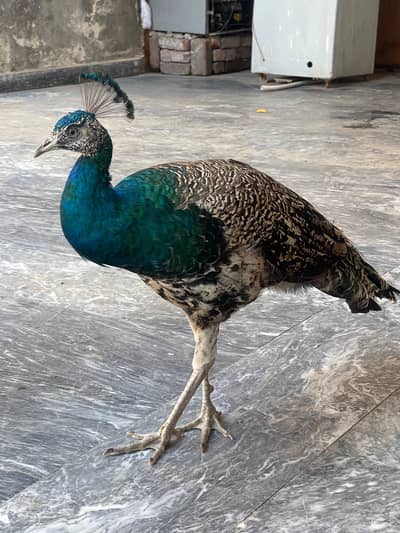 peacook pair for sale 03254492960