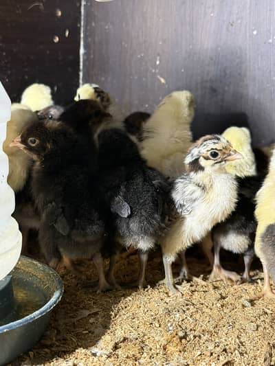 Golden Misri Chicks