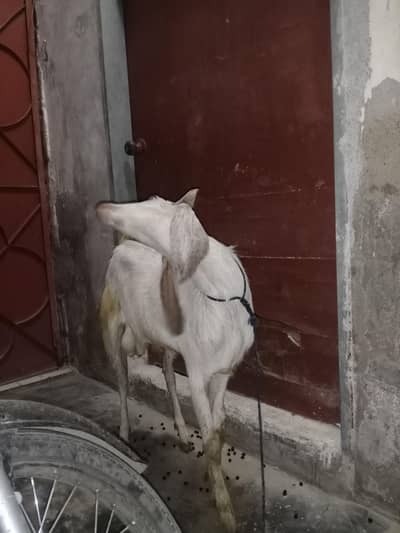 Khira