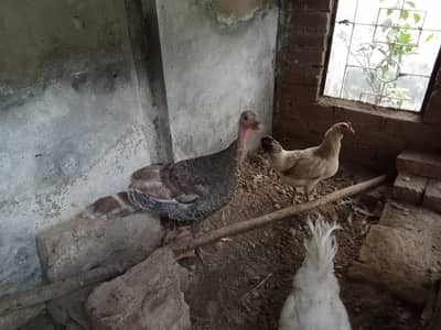 Turkey pair 7 months