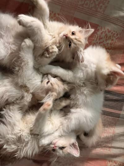 Persian kittens