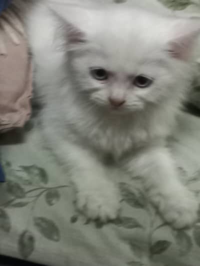 persian kitten
