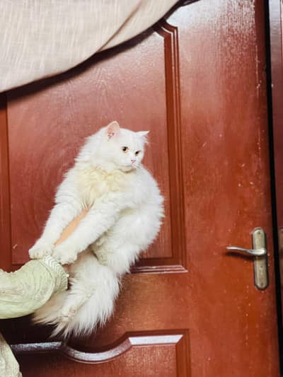 Persion female cat 03.09. . 64.22. 485