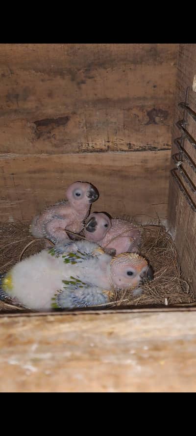 3  sunconure chicks for sale age 1 month