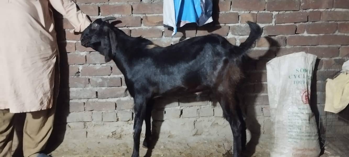 Bakra 2 dant 0