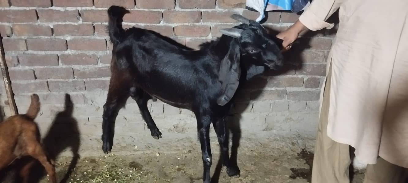 Bakra 2 dant 1
