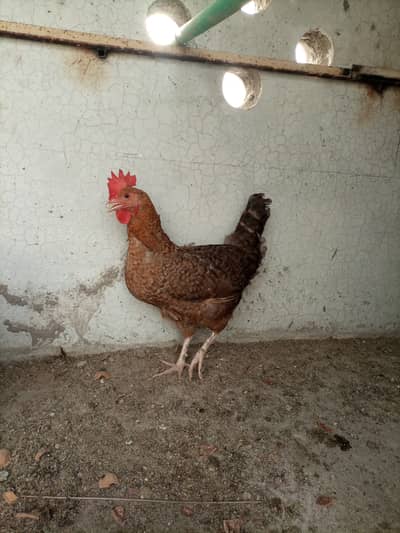 Egg laying hen