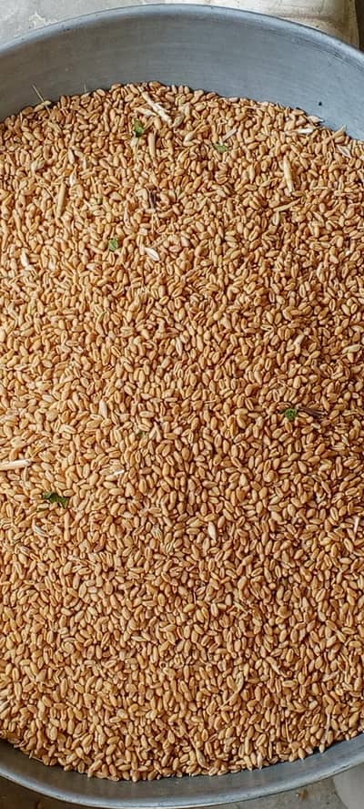 گھر کی صاف ستھری گندم دستیاب ہے